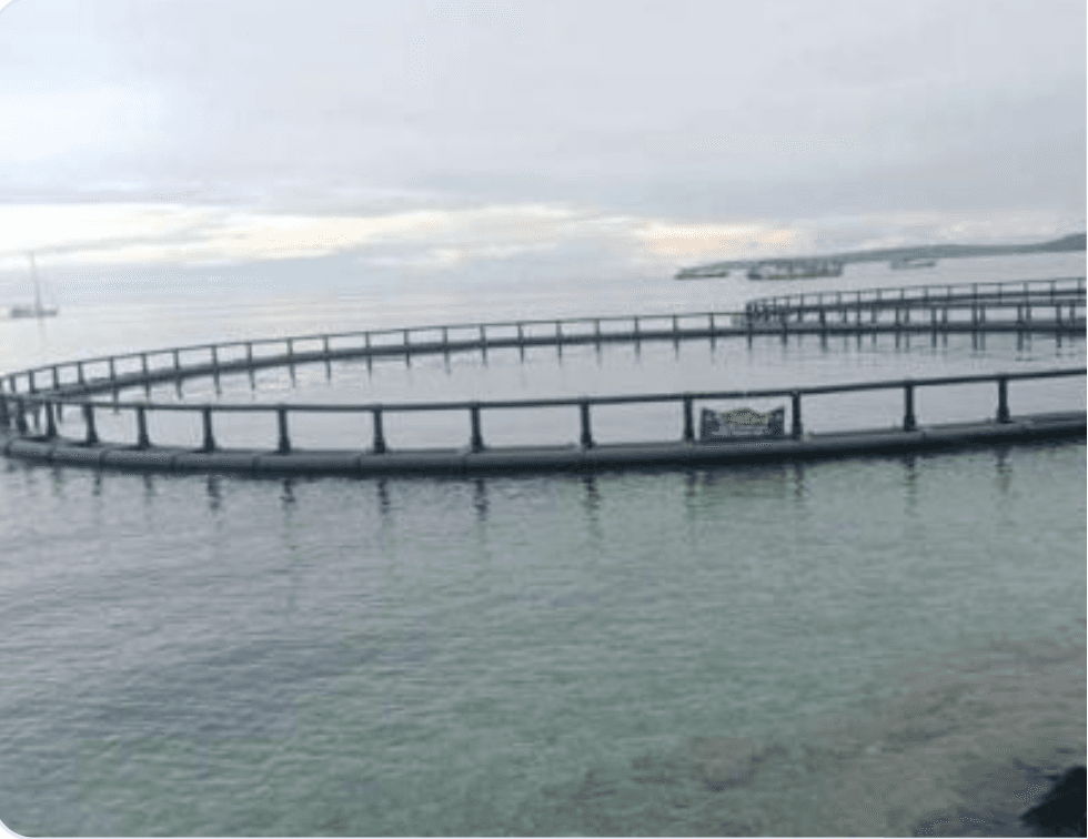 Proyek Keramba Ikan Tuna — Biak, Papua
